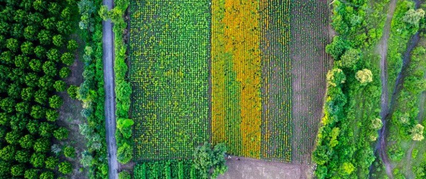 Sistema faz contagem automática de plantas na lavoura por imagens de drones