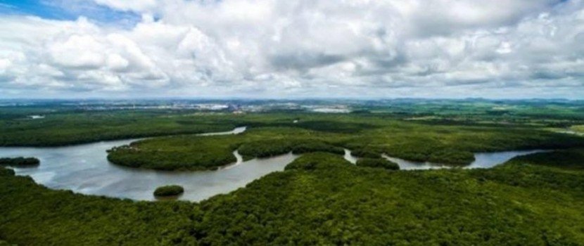 Empresas lançam plataforma para monitorar desmatamento na Amazônia